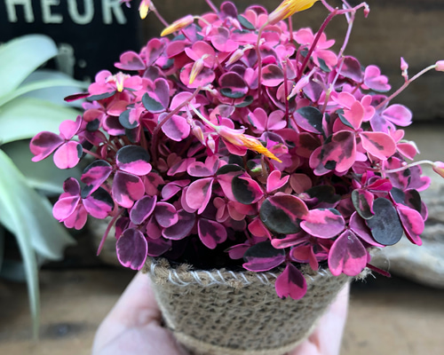 0_197975661f4d126c8bbf8fad31ac