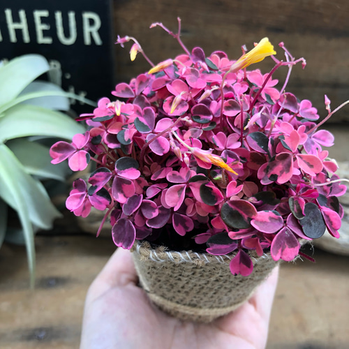 ピンクの斑入り♡オキザリス♡雅♡ガーデニング♡可愛い♡ アート