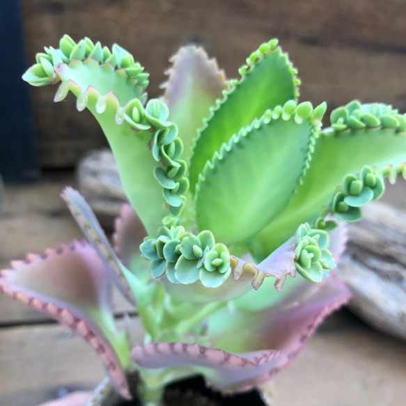 子宝草♡妊娠縁起物♡多肉植物♡子供いっぱい♡ガーデニング 多肉植物 