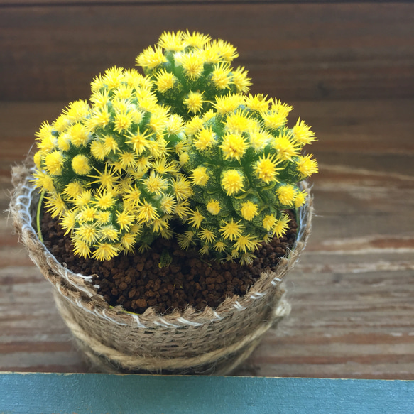 希少♡入荷♡明日香姫♡サボテン♡黄色♡多肉植物♡ガーデニング 3枚目の画像