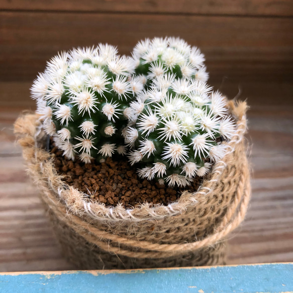 明日香姫　白色♡サボテン♡多肉植物 4枚目の画像