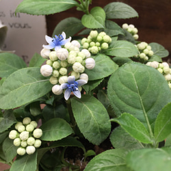 大苗♡碧の瞳♡常緑アジサイ♡ガーデニング♡観葉植物♡毎年大きく 2枚目の画像