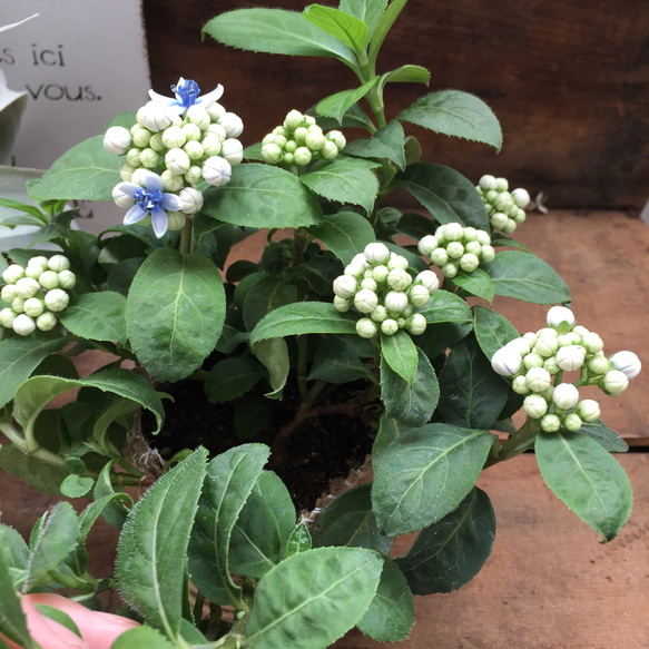 大苗♡碧の瞳♡常緑アジサイ♡ガーデニング♡観葉植物♡毎年大きく 3枚目の画像