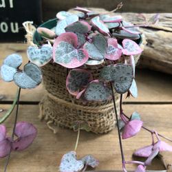迷彩柄植物 ラブリーハート 斑入 可愛いハートの葉 超希少❗️ラブリーハート❗️ハスノハギリ 斑入り✨ - メルカリ