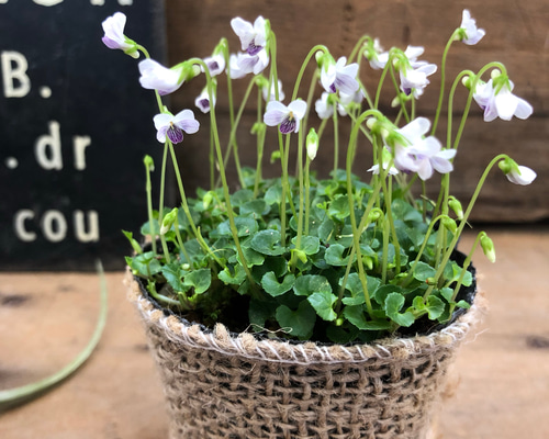 屋久島のみで自生♡コケスミレ♡極小輪♡山野草♡宿根♡ガーデニング