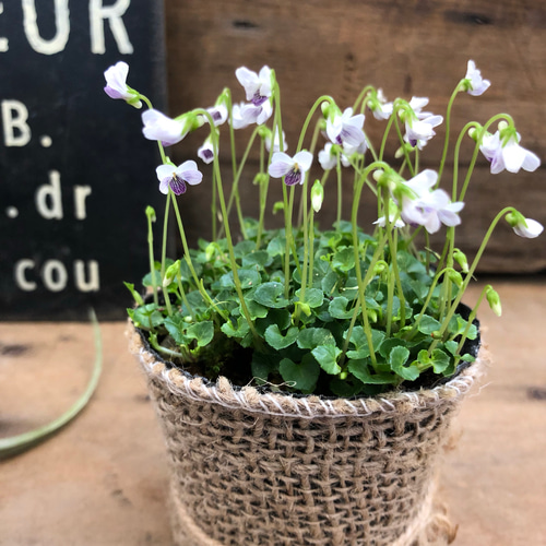 屋久島のみで自生♡コケスミレ♡極小輪♡山野草♡宿根♡ガーデニング