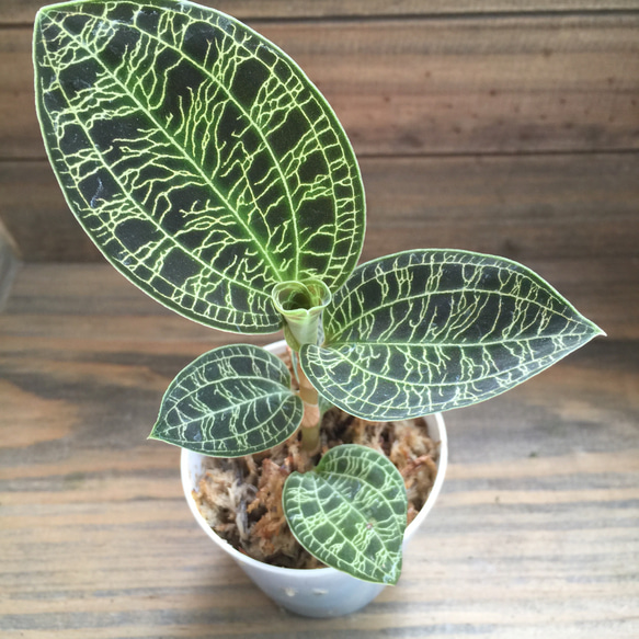 宝石蘭♡キラキラ光る葉脈♡ジュエルオーキッド♡観葉植物 人造花 パリ