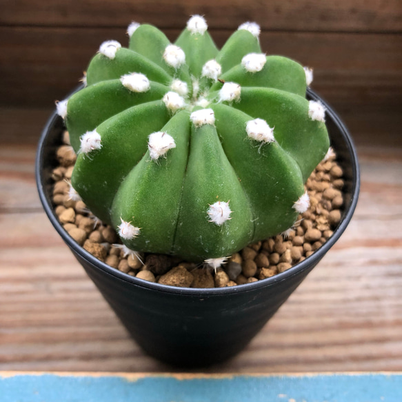 サボテン♡刺無短毛丸♡インテリア♡多肉植物 アートフラワー パリジェンヌ 通販｜Creema(クリーマ)