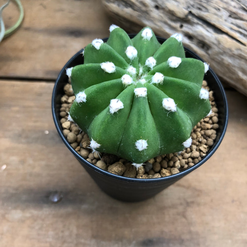 サボテン♡刺無短毛丸♡インテリア♡多肉植物 アートフラワー パリ