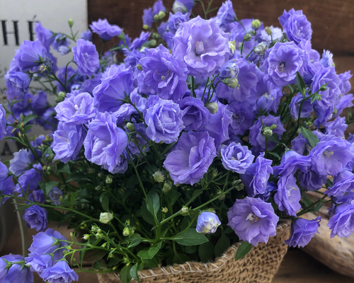 お花　父の日　寄せ植え　イングリッシュラベンダー　カンパヌラ　ブルーワンダー お花 父の日 寄せ植え イングリッシュラベンダー カンパヌラ ブルー