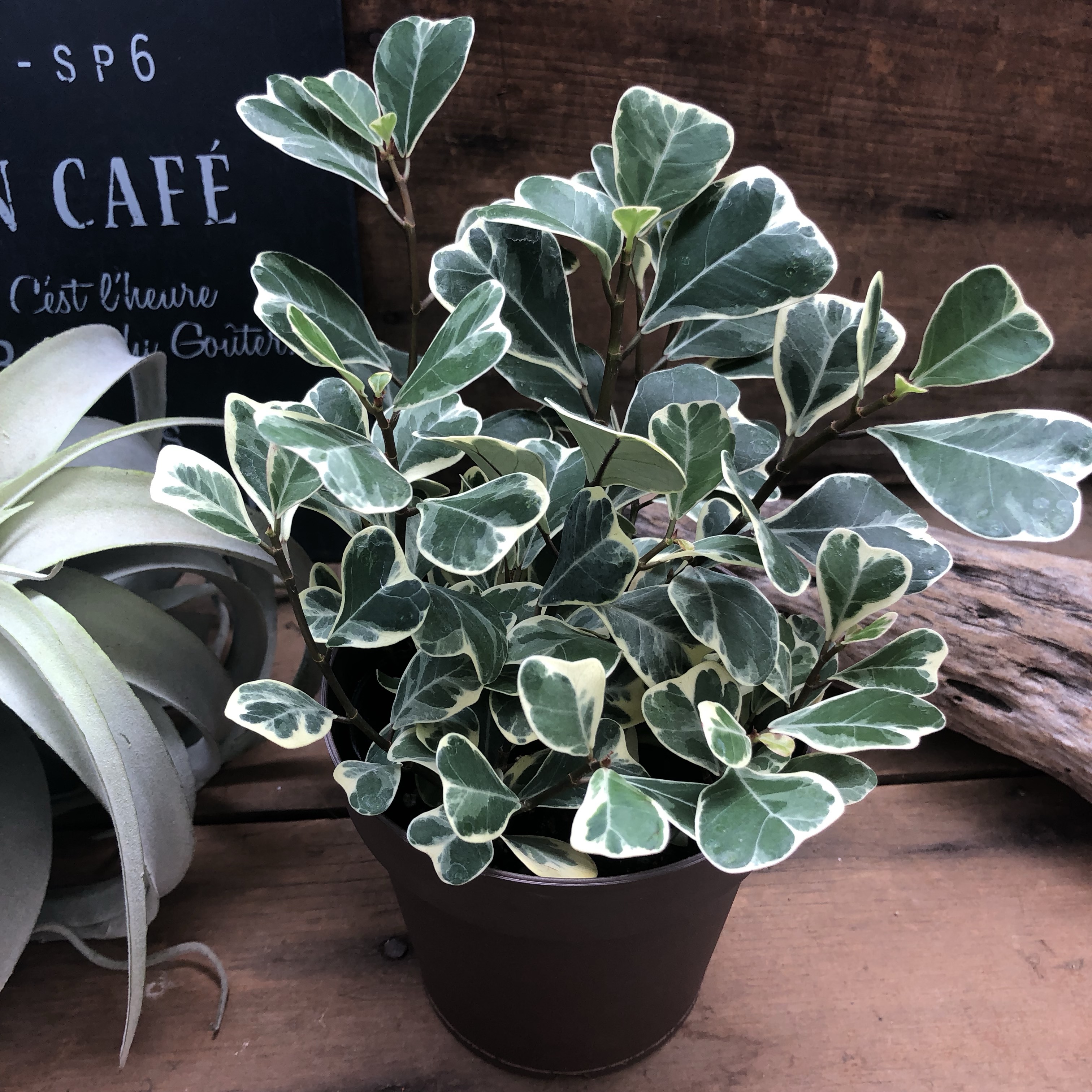 希少 ハートの葉 フィカス 1m 90cm