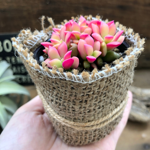 激かわいい♡ピンクの桜吹雪♡多肉植物♡ミニサイズ♡早い者勝 アート