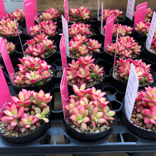 アイツプランツ？多肉植物　ピンクの小花が咲きます アイツプランツ？多肉植物 ピンクの小花が咲きます アイツ
