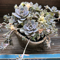 多肉植物 子持ち蓮華 荷車入り 多肉植物 子持ち蓮華錦 鏡花 9cmポット①｜Yahoo!フリマ（旧