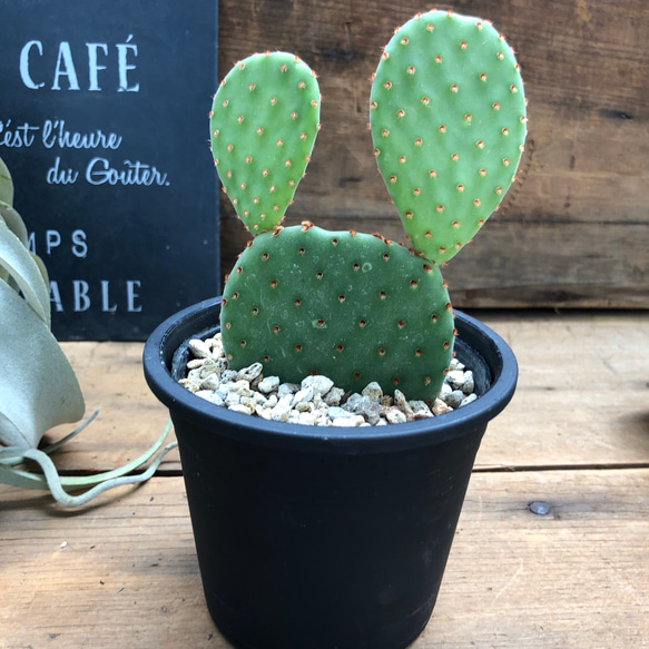 うちわサボテン★古木★オススメ★可愛い★ 現品］7番 サボテン 大丸盆 3号 観葉植物 多肉植物 かわいい