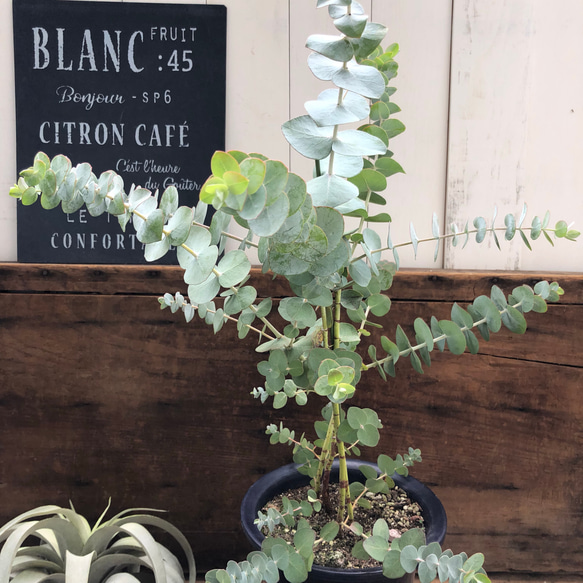 希少♡ベイビーブルー♡大苗♡ユーカリ♡観葉植物♡ガーデニング♡シンボルツリーに 4枚目の画像