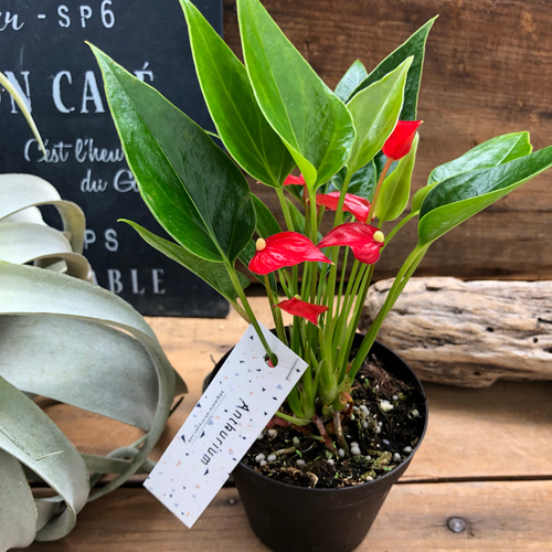 アートフラワー鉢花 ひょうたん型 赤と緑の花 アートフラワー鉢花 ひょうたん型 赤と緑の花