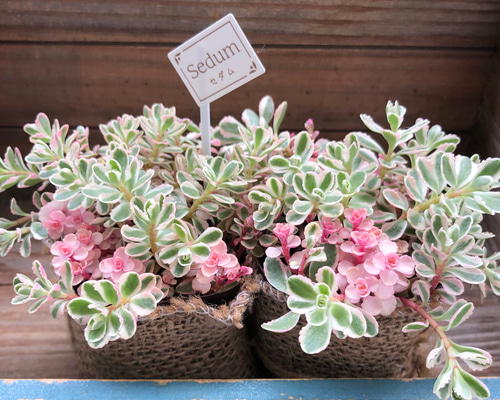 多肉植物 セダム トリカラー  抜き苗♡ トリカラー セダム 多肉植物 多肉植物 プクニク 通販 18236912