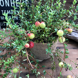 クランベリー♡ SALE♡食べれます♡ツルコケモモ♡ガーデニング♡観葉植物 3枚目の画像