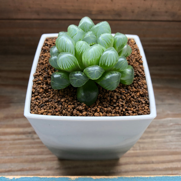 4個のみ♡雫石♡美しい♡オブツーサ♡多肉植物♡ハオルチア