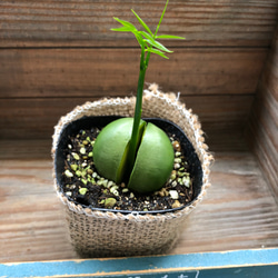 希少♡ジャックと豆の木♡豆からぱっくり♡観葉植物♡インテリア 4枚目の画像