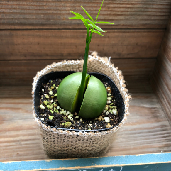 希少♡ジャックと豆の木♡豆からぱっくり♡観葉植物♡インテリア 4枚目の画像