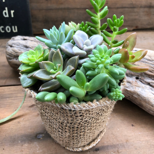 多肉植物の寄せ植え♡お得♡ガーデニング♡モリモリ♡インテリア