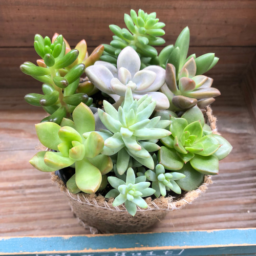 多肉植物の寄せ植え♡お得♡ガーデニング♡モリモリ♡インテリア