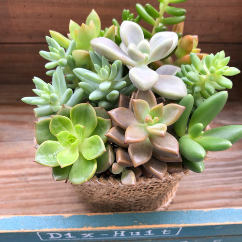 多肉植物の寄せ植え♡お得♡ガーデニング♡モリモリ♡インテリア