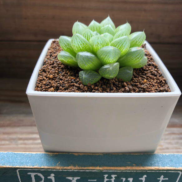 光るオブツーサ♡4個のみ♡ハオルチア♡美しい♡多肉植物 アート