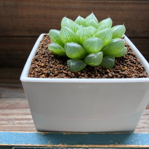 光るオブツーサ♡4個のみ♡ハオルチア♡美しい♡多肉植物 アート