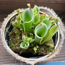 希少♡ヘリアンフォラ♡落とし穴式♡食虫植物♡多肉植物♡インテリア 2枚目の画像