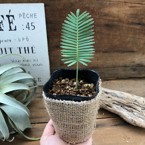 希少♡ディオーン エデューレ♡お洒落な葉っぱ♡ソテツ♡観葉植物