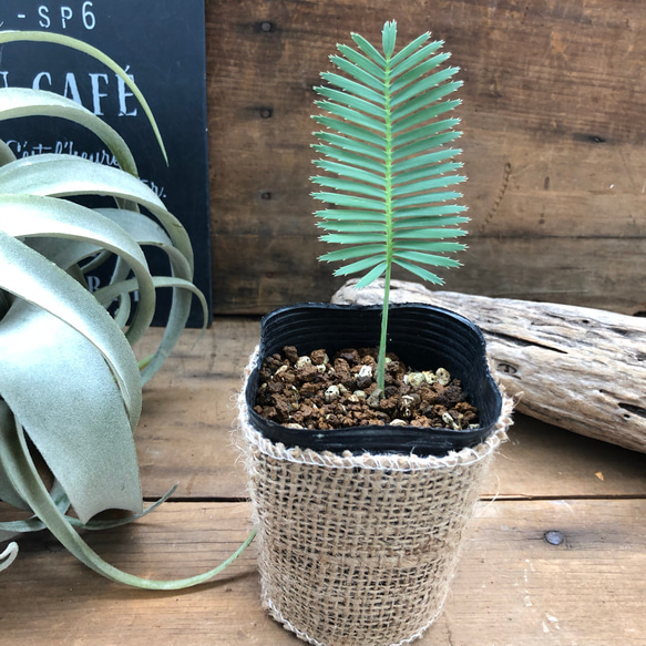 希少♡ディオーン エデューレ♡お洒落な葉っぱ♡ソテツ♡観葉植物♡ 4枚目の画像