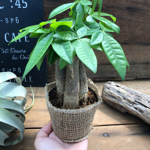 お得♡幹が太い♡パキラ♡観葉植物♡インテリア♡ガーデニング 4枚目の画像