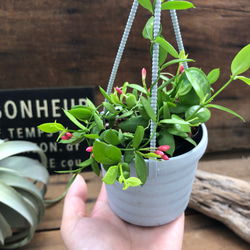 吊り下げフック付き♡観葉植物♡ディスキディア♡インテリア♡ 2枚目の画像