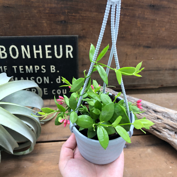 吊り下げフック付き♡観葉植物♡ディスキディア♡インテリア♡ 5枚目の画像