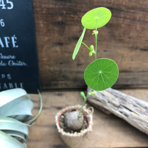 希少♡塊根植物♡ステファニア♡ピエレイ♡可愛い葉っぱ♡ガーデニング 1枚目の画像