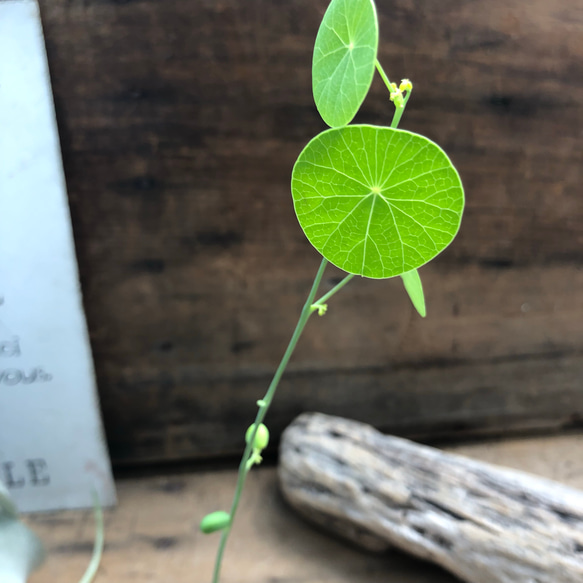 希少♡塊根植物♡ステファニア♡ピエレイ♡可愛い葉っぱ♡ガーデニング 3枚目の画像