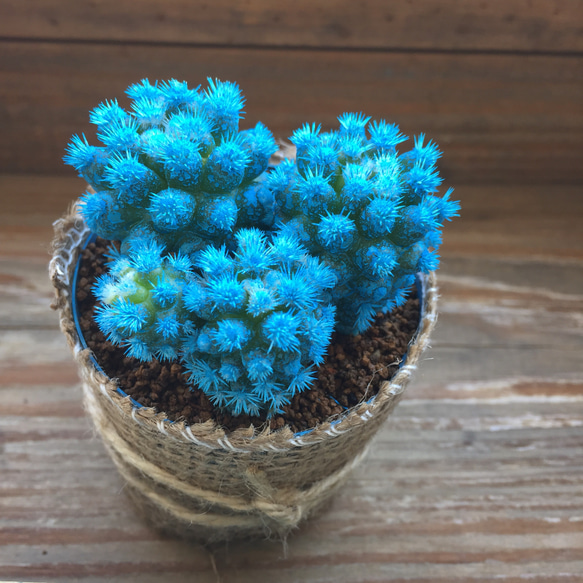 人気色♡水色♡明日香姫♡サボテン♡多肉植物♡インテリア アート
