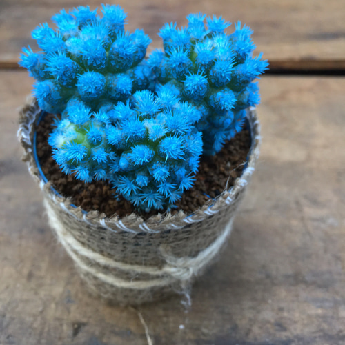 人気色♡水色♡明日香姫♡サボテン♡多肉植物♡インテリア アート
