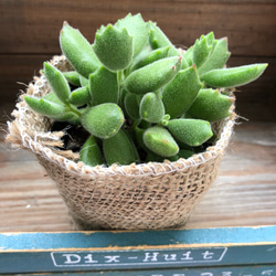 多肉植物 コロラータ 爪、爪かわいー♡♡ 多肉植物 コロラータ 爪、爪かわいー♡♡