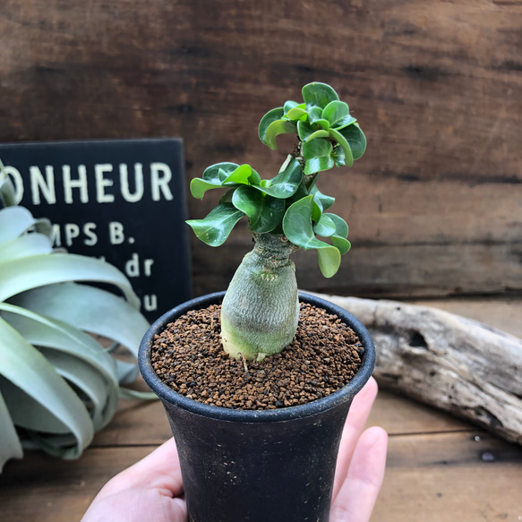 Amazon.co.jp: レア型Adenium KHZ DHA 獅子葉 塊根植物