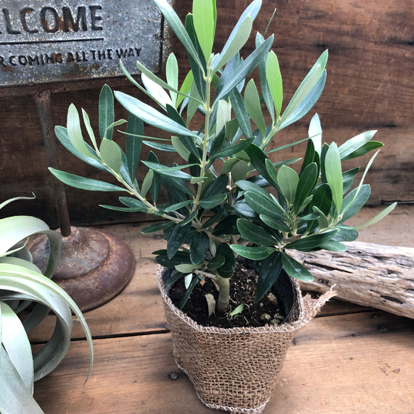 剪定仕上げ♡オリーブ♡チプレッシーノ♡おしゃれな♡観葉植物♡ 3枚目の画像