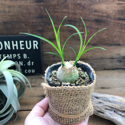 可愛い♡トックリラン♡ガーデニング♡観葉植物♡インテリア 1枚目の画像