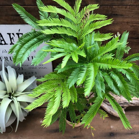 エバーフレッシュ♡空気清浄の木♡夜眠る木♡観葉植物♡インテリア