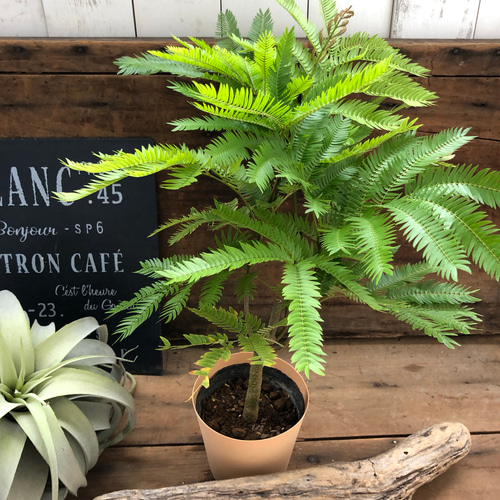 エバーフレッシュ♡空気清浄の木♡夜眠る木♡観葉植物♡インテリア