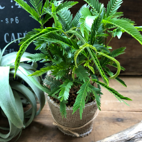 エバーフレッシュ　夜は眠るねむの木　観葉植物 120cm Amazon｜エバーフレッシュ 観葉植物 ブラックテラコッタポット