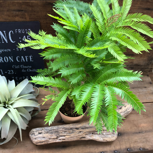 エバーフレッシュ♡空気清浄の木♡夜眠る木♡観葉植物♡インテリア