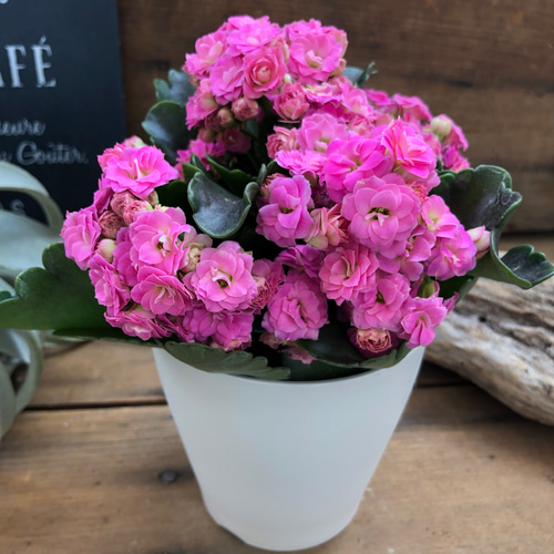 頭が良くなる花♡カランコエ♡八重咲き♡観葉植物♡多肉植物